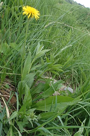 Trommsdorffia uniflora / One-Headed Cat's-Ear, Giant Cat's-Ear, A Pusterwald, Eiskar 29.6.2021