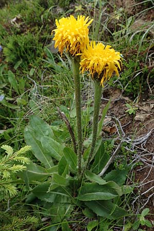 Trommsdorffia uniflora \ Einbltiges Ferkelkraut, A Kärnten, Koralpe 1.7.2022