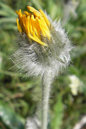 Hieracium piliferum \ Grauzotteliges Habichtskraut / Glanduliferous Hawkweed, A Malta - Tal / Valley 19.7.2010