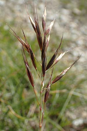 Helictotrichon versicolor \ Bunter Wiesenhafer / Oat Grass, A Nockberge, Klomnock 10.7.2019