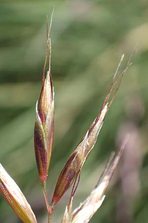 Helictotrichon versicolor \ Bunter Wiesenhafer / Oat Grass, A Nockberge, Klomnock 10.7.2019