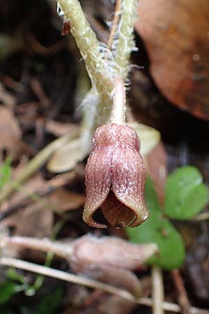 Asarum europaeum \ Haselwurz / Asarabacca, A Türnitz 6.5.2022