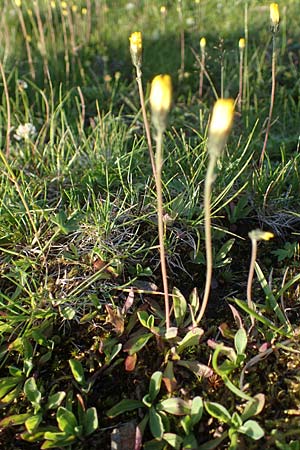 Hieracium lactucella \ Gehrtes Habichtskraut, A Kärnten, Koralpe 30.6.2022