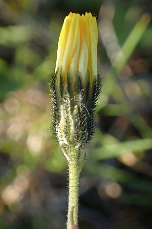 Hieracium lactucella \ Gehrtes Habichtskraut, A Kärnten, Koralpe 30.6.2022