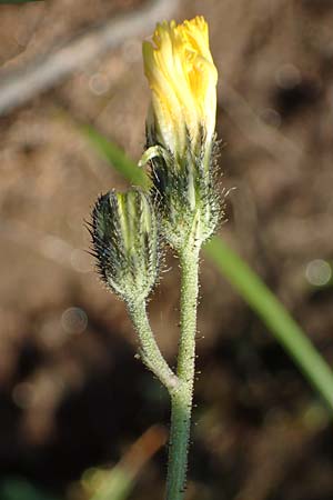 Hieracium lactucella \ Gehrtes Habichtskraut, A Kärnten, Koralpe 30.6.2022