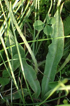 Hieracium lactucella \ Gehrtes Habichtskraut, A Kärnten, Koralpe 30.6.2022