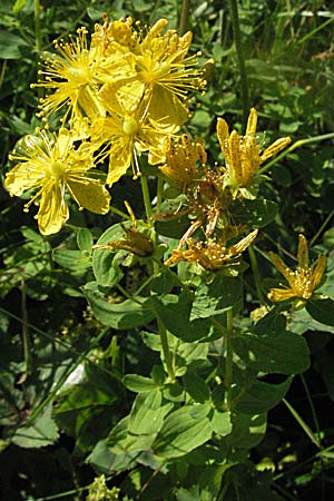 Hypericum maculatum \ Geflecktes Johanniskraut / Imperforate St. John's-Wort, A Kärnten/Carinthia, Petzen 21.7.2007