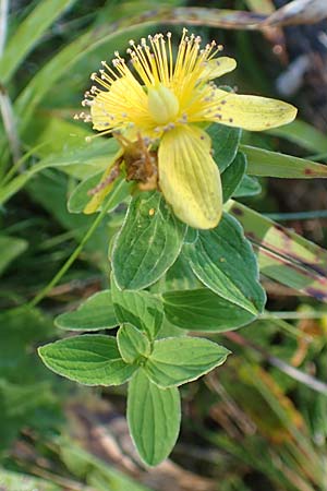 Hypericum maculatum \ Geflecktes Johanniskraut / Imperforate St. John's-Wort, A Kärnten/Carinthia, Petzen 8.8.2016