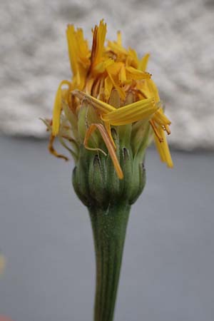Leontodon hispidus subsp. hastilis \ Kahler Rauer Lwenzahn, A Pölstal-Oberzeiring 25.6.2021