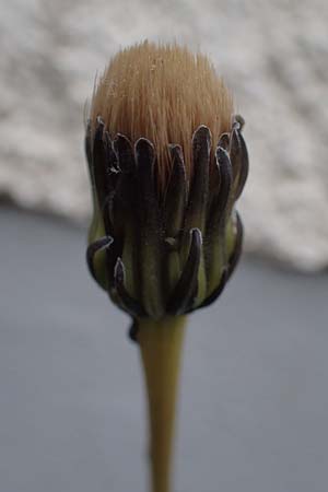 Leontodon hispidus subsp. hastilis \ Kahler Rauer Lwenzahn, A Pölstal-Oberzeiring 25.6.2021