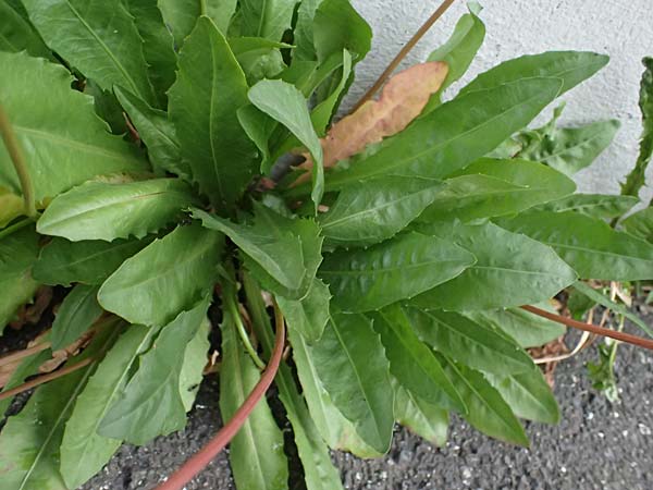Leontodon hispidus subsp. hastilis \ Kahler Rauer Lwenzahn, A Pölstal-Oberzeiring 25.6.2021