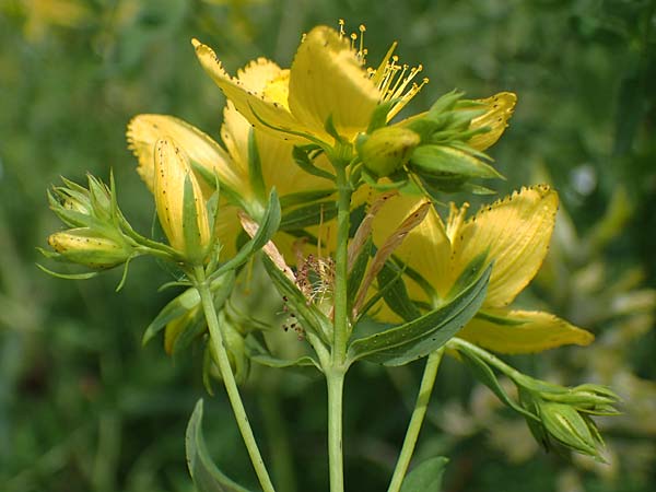 Hypericum perforatum \ Echtes Johanniskraut, Tpfel-Hartheu, A Weinviertel,  Goggendorf 10.7.2023