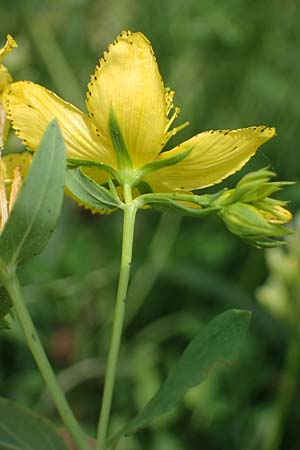 Hypericum perforatum \ Echtes Johanniskraut, Tpfel-Hartheu, A Weinviertel,  Goggendorf 10.7.2023