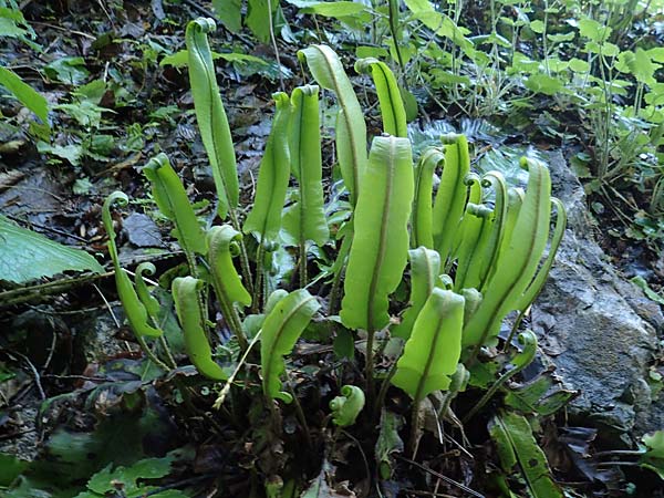 Asplenium scolopendrium \ Hirschzungen-Farn, A Kärnten, Gallizien 18.5.2016