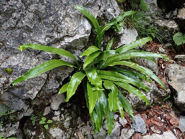 Asplenium scolopendrium \ Hirschzungen-Farn / Hart's-tongue, A Weichtal-Klamm 1.7.2020