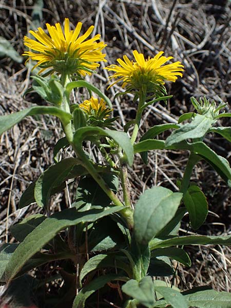 Pentanema britannicum \ Wiesen-Alant / Meadow Fleabane, Yellowhead, A Seewinkel, Apetlon 23.9.2022