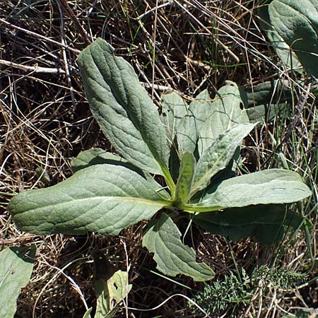 Pentanema britannicum \ Wiesen-Alant / Meadow Fleabane, Yellowhead, A Seewinkel, Apetlon 23.9.2022