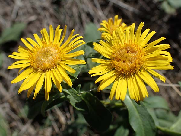 Pentanema britannicum \ Wiesen-Alant / Meadow Fleabane, Yellowhead, A Seewinkel, Apetlon 23.9.2022