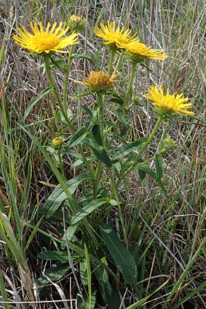 Pentanema britannicum \ Wiesen-Alant / Meadow Fleabane, Yellowhead, A Seewinkel, Apetlon 26.9.2022