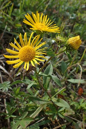 Pentanema britannicum \ Wiesen-Alant / Meadow Fleabane, Yellowhead, A Seewinkel, Apetlon 26.9.2022