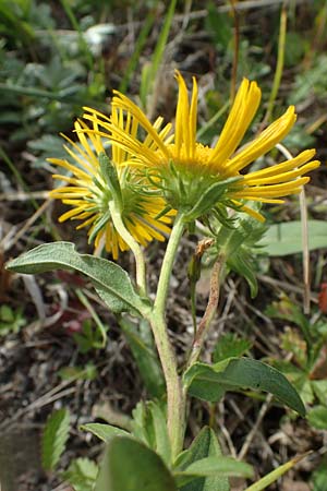 Pentanema britannicum \ Wiesen-Alant / Meadow Fleabane, Yellowhead, A Seewinkel, Apetlon 26.9.2022