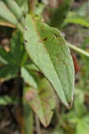 Pentanema britannicum \ Wiesen-Alant, A Seewinkel, Apetlon 26.9.2022