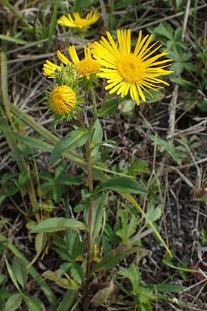 Pentanema britannicum \ Wiesen-Alant / Meadow Fleabane, Yellowhead, A Seewinkel, Apetlon 26.9.2022