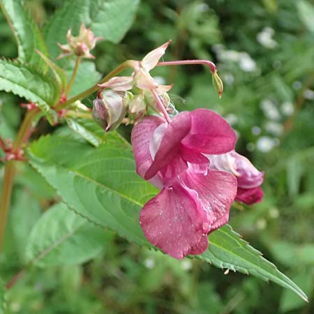 Impatiens glandulifera \ Indisches Springkraut / Indian Balsam, A Wolfsberg 9.8.2016