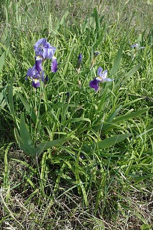 Iris germanica \ Deutsche Schwertlilie / German Iris, A Seewinkel, Illmitz 9.5.2022