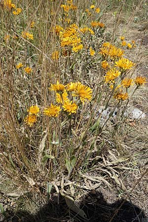 Pentanema germanicum \ Deutscher Alant / German Fleabane, A Hainburg 8.7.2023