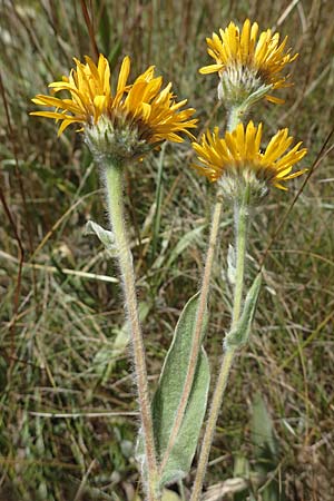 Pentanema germanicum \ Deutscher Alant / German Fleabane, A Hainburg 8.7.2023