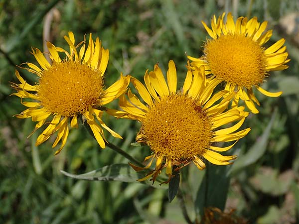 Pentanema germanicum \ Deutscher Alant, A Gumpoldskirchen 9.7.2023