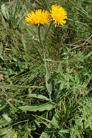 Pentanema germanicum \ Deutscher Alant, A Gumpoldskirchen 9.7.2023