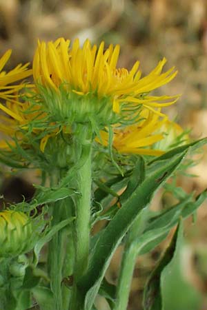 Pentanema germanicum \ Deutscher Alant / German Fleabane, A Weinviertel,  Goggendorf 10.7.2023