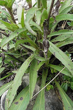 Buphthalmum salicifolium \ Weidenblättriges Ochsenauge, Rindsauge / Yellow Ox-Eye, A Lechtal, Forchach 27.5.2007