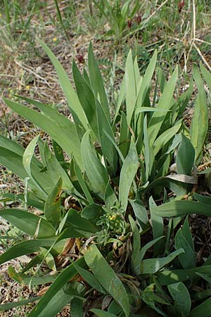 Iris pumila \ Zwerg-Schwertlilie, A Seewinkel, Apetlon 8.5.2022