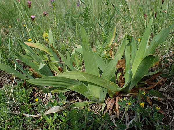 Iris pumila \ Zwerg-Schwertlilie / Dwarf Iris, A Seewinkel, Apetlon 8.5.2022