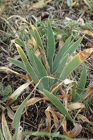 Iris pumila \ Zwerg-Schwertlilie, A Breitenbrunn 24.9.2022