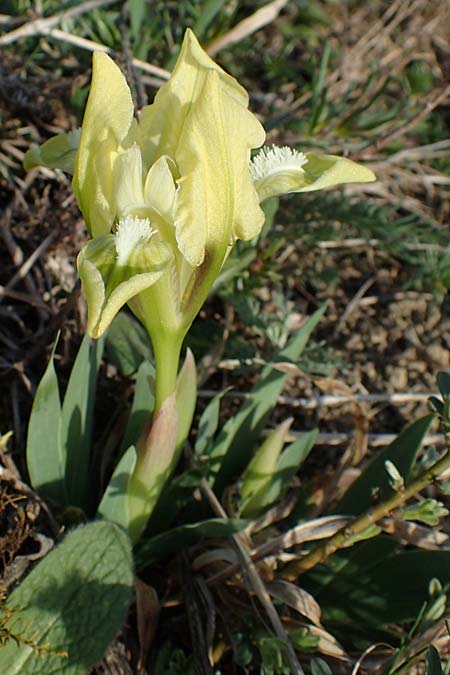 Iris pumila \ Zwerg-Schwertlilie / Dwarf Iris, A Weinviertel,  Goggendorf 1.4.2023