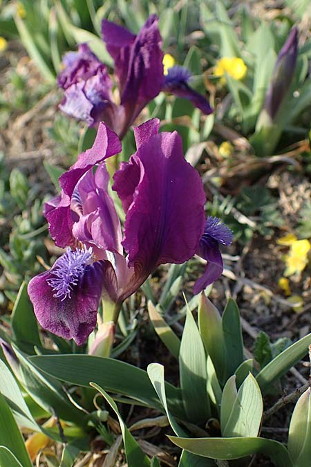 Iris pumila \ Zwerg-Schwertlilie, A Weinviertel,  Goggendorf 1.4.2023