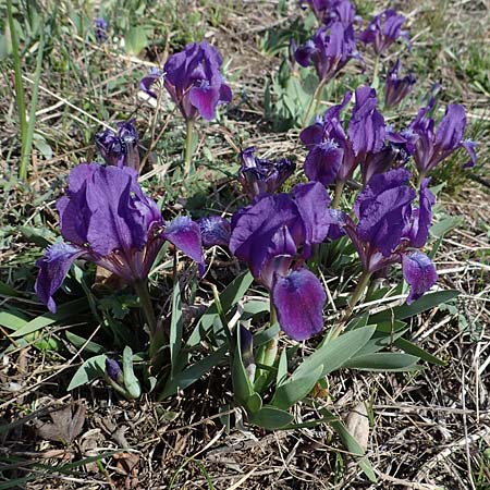 Iris pumila \ Zwerg-Schwertlilie / Dwarf Iris, A Breitenbrunn 3.4.2023