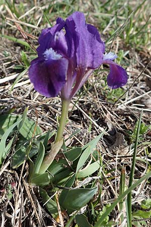 Iris pumila \ Zwerg-Schwertlilie / Dwarf Iris, A Breitenbrunn 3.4.2023