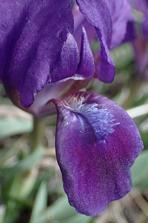 Iris pumila \ Zwerg-Schwertlilie / Dwarf Iris, A Breitenbrunn 3.4.2023