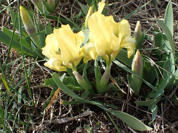 Iris pumila \ Zwerg-Schwertlilie, A Breitenbrunn 3.4.2023