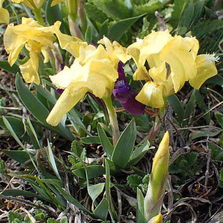Iris pumila \ Zwerg-Schwertlilie / Dwarf Iris, A Breitenbrunn 3.4.2023