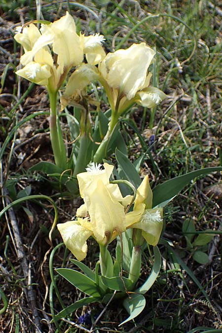 Iris pumila \ Zwerg-Schwertlilie / Dwarf Iris, A Breitenbrunn 3.4.2023