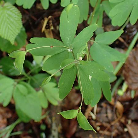 Isopyrum thalictroides \ Wiesenrauten-Muschelblmchen, A Krems 7.5.2022