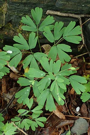 Isopyrum thalictroides \ Wiesenrauten-Muschelblmchen / False Rue Anemone, A Krems 7.5.2022