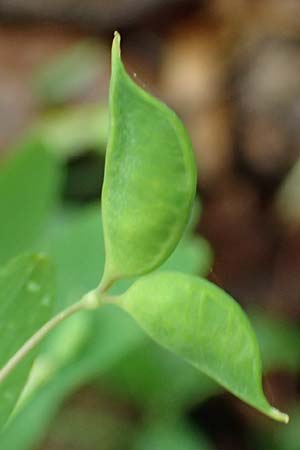 Isopyrum thalictroides \ Wiesenrauten-Muschelblmchen, A Krems 7.5.2022