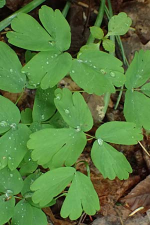 Isopyrum thalictroides \ Wiesenrauten-Muschelblmchen / False Rue Anemone, A Krems 7.5.2022